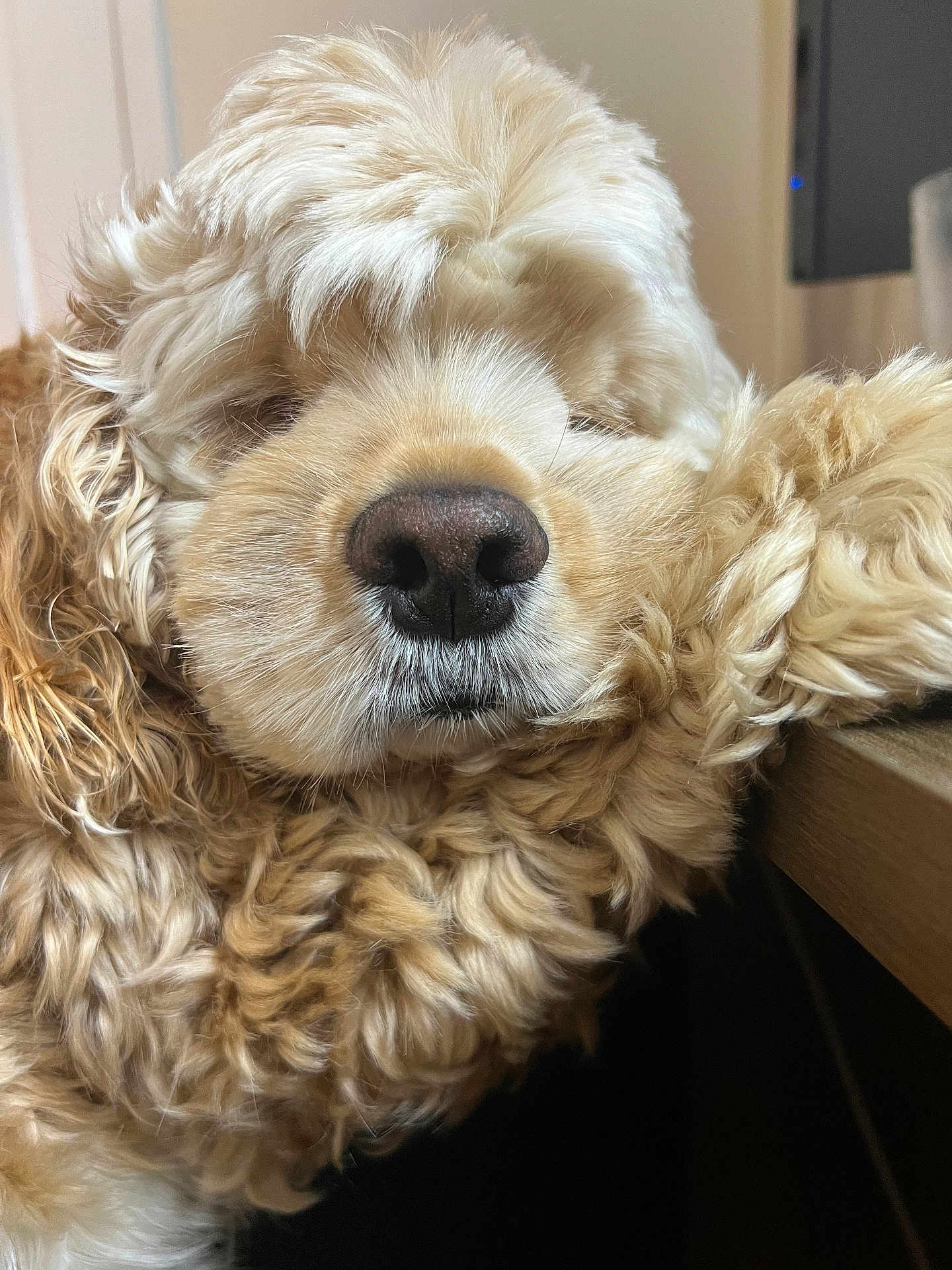 Biscuit joined the competition — help win amazing prizes! dog, close_up, fluffy, curly_hair, resting, nose, indoor, wooden_surface, sleepy, pet, animal, mammal, cute, fur, face, relaxed, cozy, portrait, domestic_animal, snout