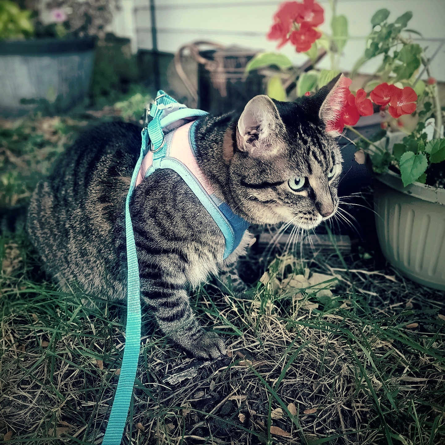 Azuri is registered to the contest to win money with this photo: backyard, face, flower, geranium, head, herbal, herbs, jar, leaf, nature, person, petal, photography, plant, planter, portrait, pottedplant, pottery, soil, vase