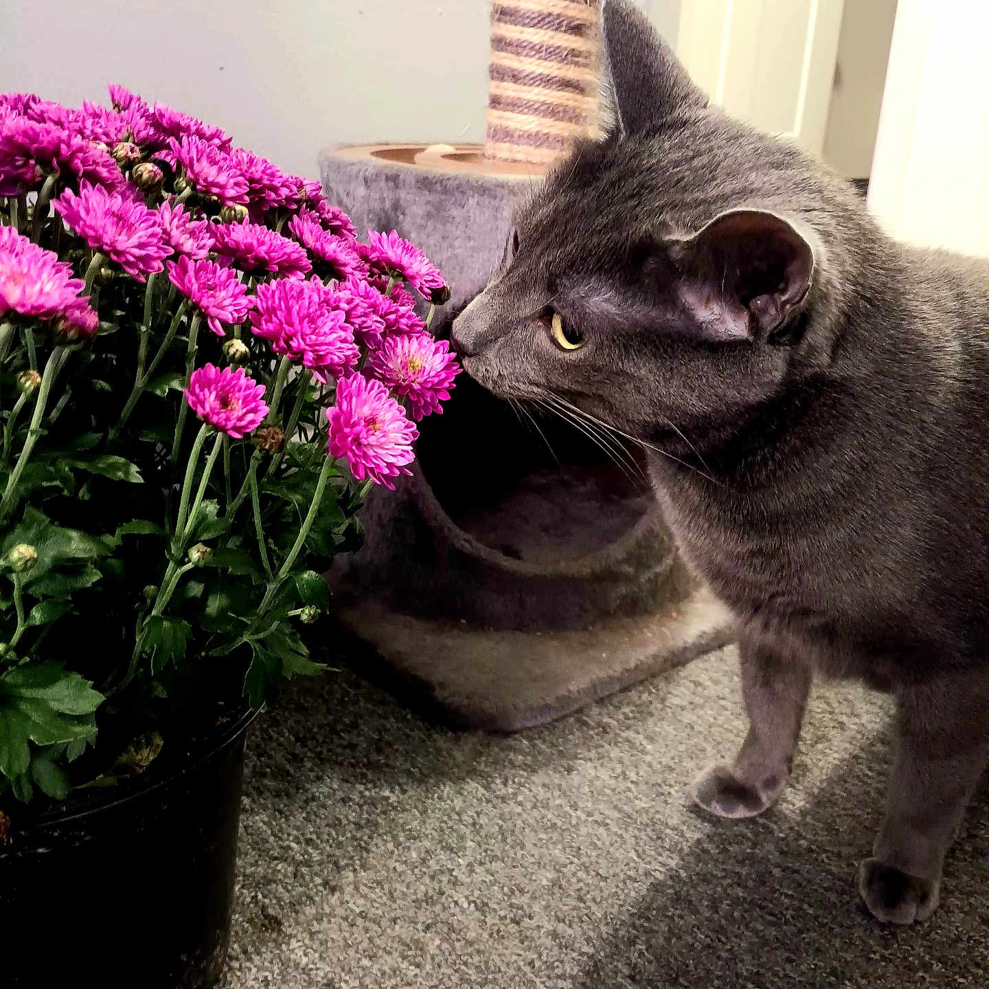Nimbus is registered to the contest to win money with this photo: animal, cat, cookware, dahlia, daisy, flower, flowerarrangement, flowerbouquet, geranium, herbal, herbs, jar, pet, petal, plant, planter, pottedplant, pottery, purple, vase