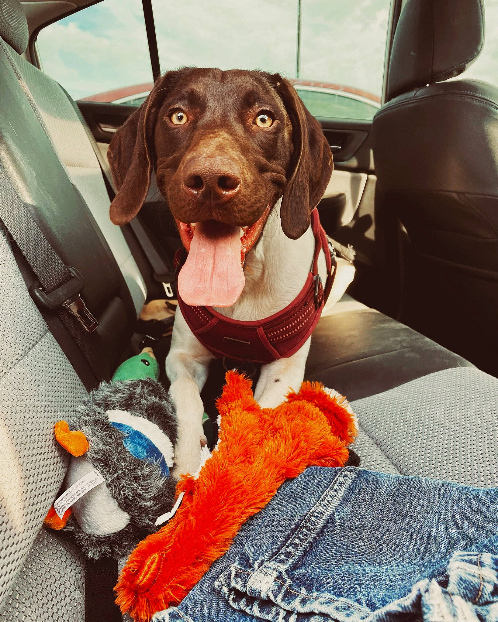 Nellie joined the competition — help win amazing prizes! auto_part, automotive_exterior, braque_francais, car, car_seat, car_seat_cover, carnivore, collar, companion_dog, dog, dog_breed, dog_collar, dog_supply, fawn, liver, metal, snout, sporting_group, vehicle_door, working_animal