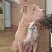 Lacy is registered to the contest to win money with this photo: animal, brown_dog, canine, cardboard_box, collar, companion, dog, domestic, floor, furniture, house, indoor, looking_away, mammal, pet, quiet, room, sitting, white_chest, wood_floor