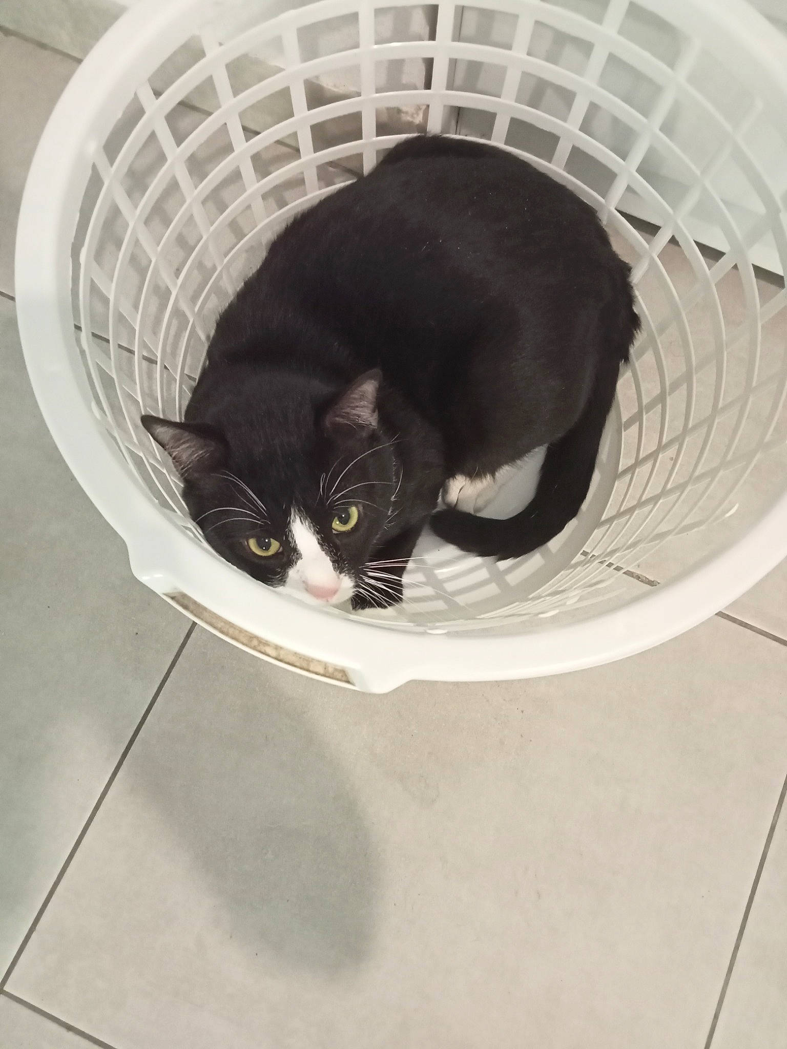 Bat participe au concours pour gagner de l'argent avec cette photo : carnivore, cat, cat_supply, circle, comfort, domestic_short_haired_cat, felidae, flooring, fur, pet_supply, small_to_medium_sized_cats, snout, tail, terrestrial_animal, whiskers