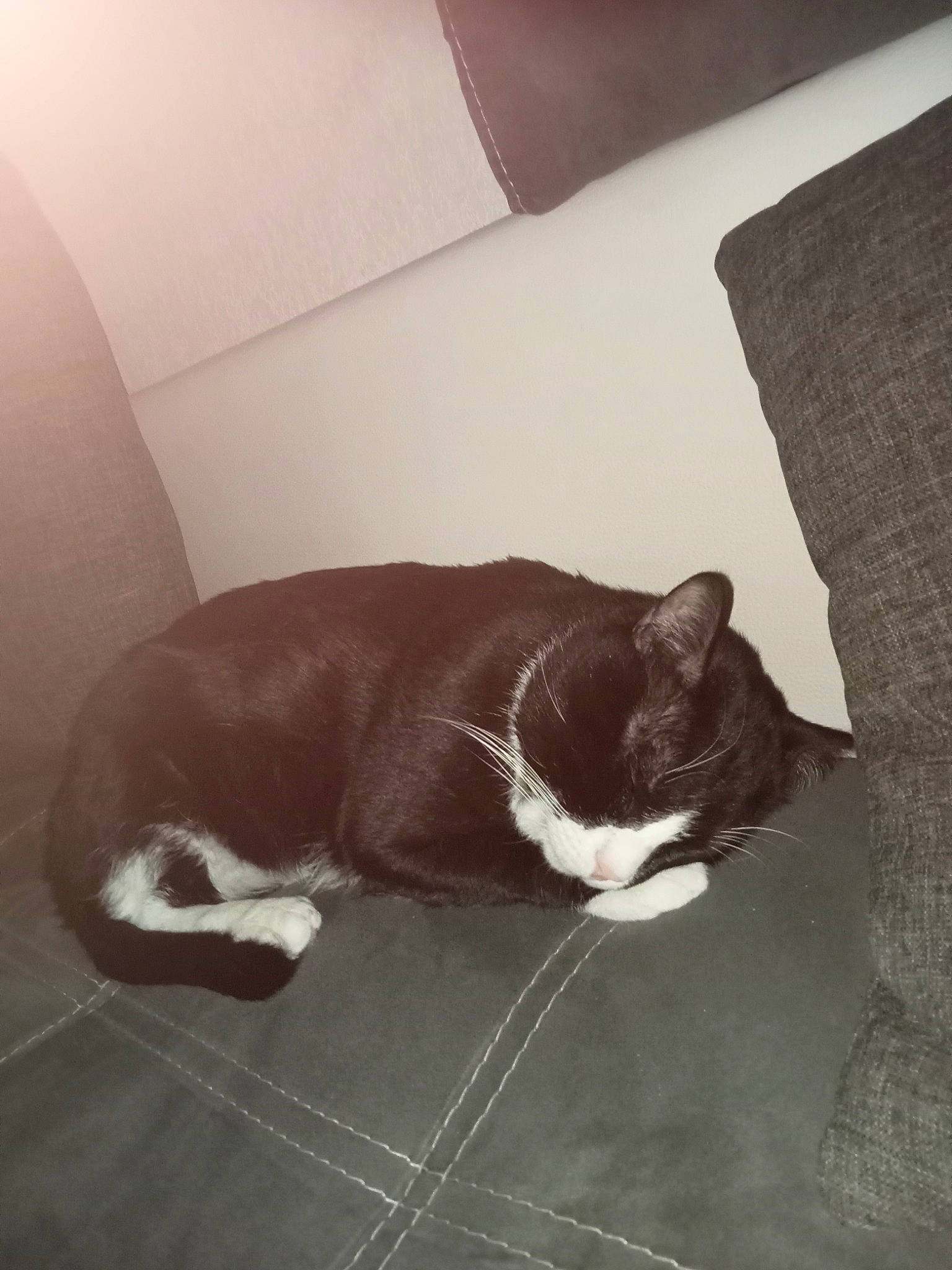 Bat participe au concours pour gagner de l'argent avec cette photo : black_cat, carnivore, cat, comfort, domestic_short_haired_cat, felidae, flooring, fur, grey, hardwood, human_leg, linens, nap, paw, small_to_medium_sized_cats, snout, tail, tints_and_shades, whiskers, wood