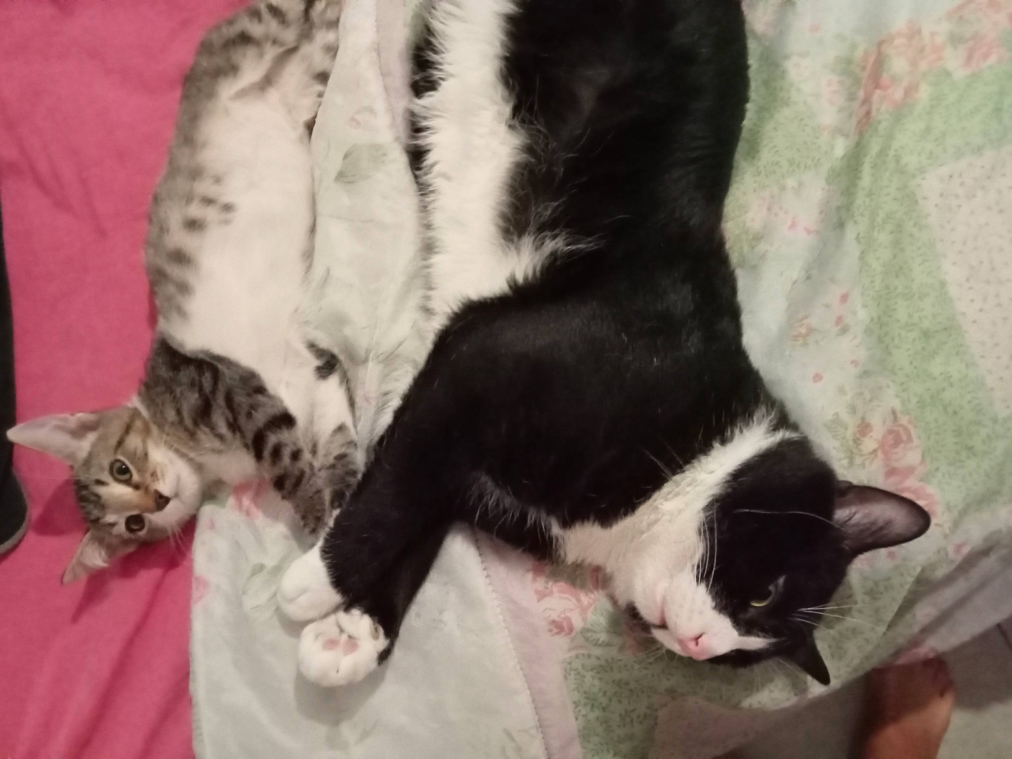 Gris a rejoint le concours — aidez-le/la à gagner de superbes lots ! black_cat, carnivore, cat, claw, comfort, dog_breed, domestic_short_haired_cat, felidae, fur, mammal, paw, small_to_medium_sized_cats, snout, tail, terrestrial_animal, vertebrate, whiskers