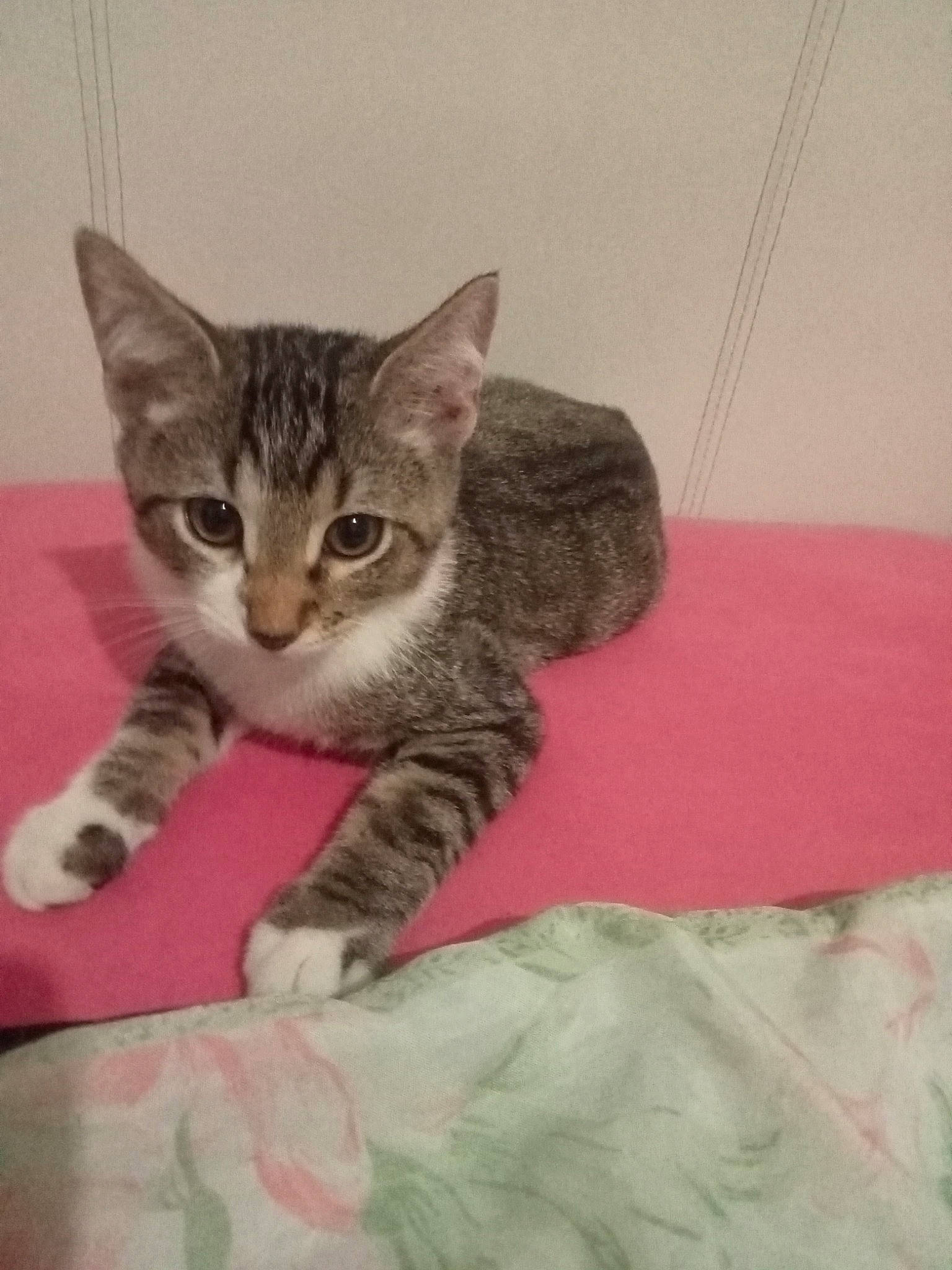 Gris a rejoint le concours — aidez-le/la à gagner de superbes lots ! bed, carnivore, cat, claw, comfort, domestic_short_haired_cat, felidae, fur, linens, paw, small_to_medium_sized_cats, snout, tail, whiskers