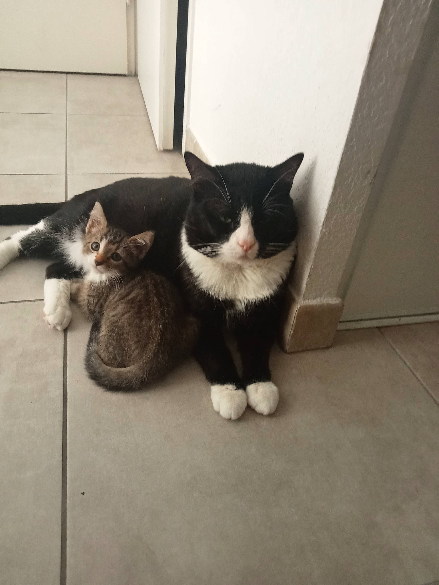 Gris a rejoint le concours — aidez-le/la à gagner de superbes lots ! black_cat, carnivore, cat, comfort, domestic_short_haired_cat, felidae, floor, flooring, fur, grey, hardwood, human_leg, monochrome_photography, paw, sitting, small_to_medium_sized_cats, snout, tail, whiskers, wood