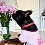 animal, black_dog, curious, decor, dog, domestic, figurine, flower_arrangement, home, indoor, pet, pink_flowers, pink_shirt, red_collar, side_profile, sniffing, tabletop, tile_floor, vase, wooden_table