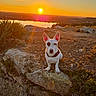 Django participe au concours pour gagner de l'argent avec cette photo : dog, sunset, rock, outdoor, nature, animal, landscape, lake, sky, sun, grass, hill, pet, earth, daylight, mammal, field, scenic, wildlife, view
