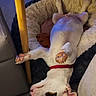 dog, lying_down, upside_down, dog_bed, white_dog, red_collar, indoor, furniture, paws, relaxed, pet, cozy, floor, head, ear, snout, sleeping, paw_pads, canine, home