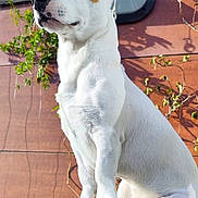 Django participe au concours pour gagner de l'argent avec cette photo : dog, white_dog, outdoor, blue_sky, railing, wooden_wall, plant, leaf, sunlight, pet, animal, sitting, ears_up, alert, daytime, nature, canine, portrait, looking_away, fur