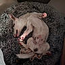 Django participe au concours pour gagner de l'argent avec cette photo : dog, sleeping, dog_bed, white_dog, spotted, pet, indoor, relaxed, fluffy, fur, paw, canine, cozy, resting, animal, cute, home, floor, peaceful, domestic