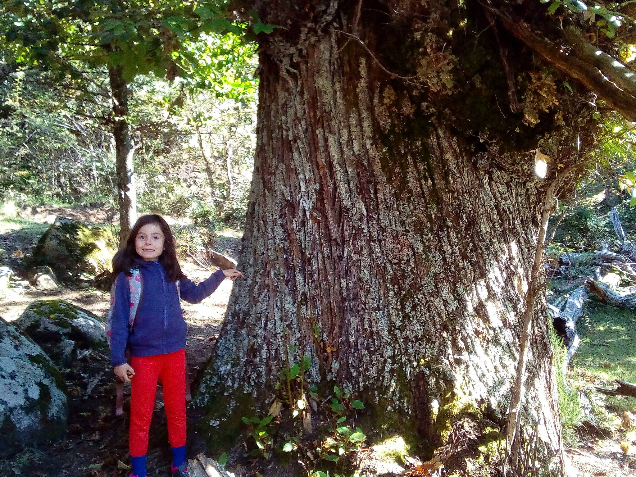 Alexandra participe au concours pour gagner de l'argent avec cette photo : bigtree, botany, forest, grove, joy, jungle, old_growth_forest, people_in_nature, person, plant, rainforest, redwood, terrestrial_plant, tree, trunk, valdivian_temperate_rain_forest, woodland, woody_plant