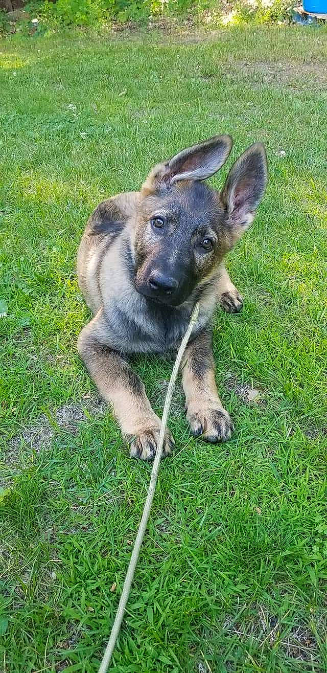 Nuka is registered to the contest to win money with this photo: canidae, carnivore, dog, dog_breed, fawn, german_shepherd_dog, grass, mammal, old_german_shepherd_dog, puppy, snout, vertebrate, working_dog