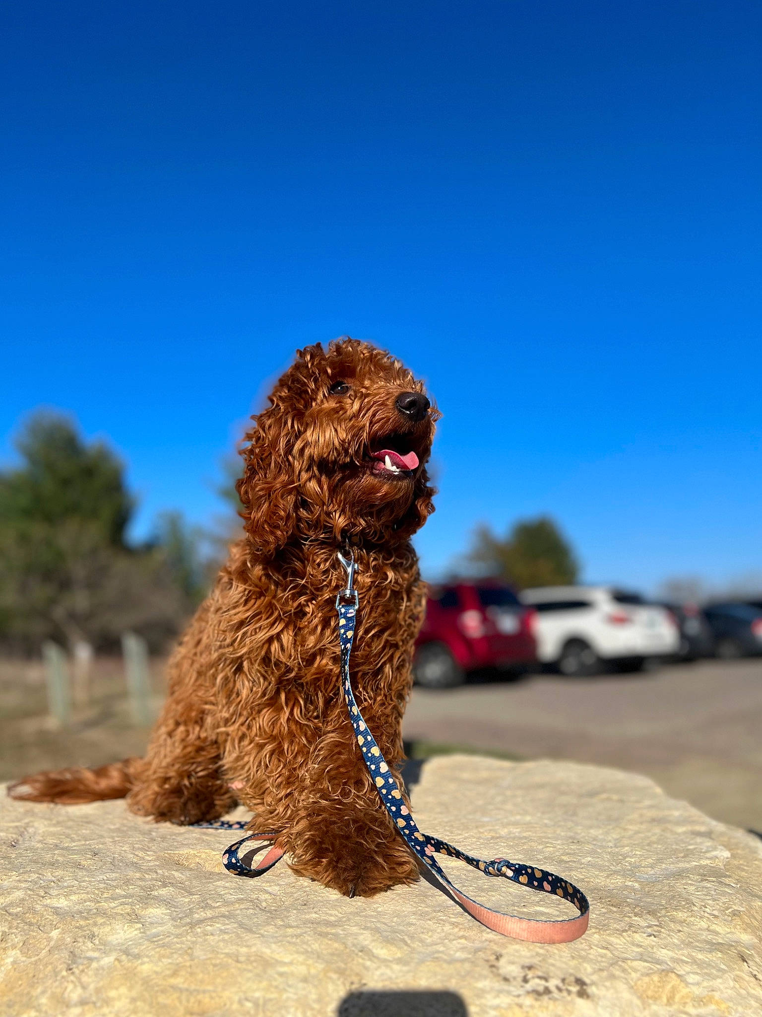 Winnie joined the competition — help win amazing prizes! canidae, carnivore, collar, companion_dog, dog, dog_breed, dog_collar, dog_supply, electric_blue, fawn, landscape, leash, liver, pet_supply, poodle, sky, sporting_group, vehicle, water_dog, working_animal