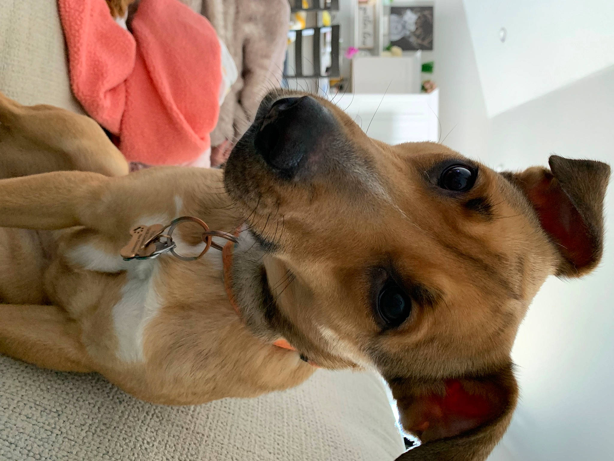 Mackenzie is registered to the contest to win money with this photo: canidae, carnivore, collar, companion_dog, dog, dog_breed, dog_collar, dog_supply, ear, eyewear, fawn, fur, leash, paw, pet_supply, selfie, snout, sporting_group, whiskers, working_animal