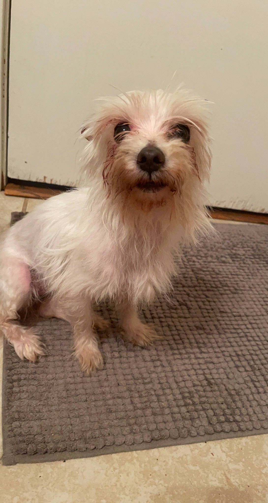 Princess is registered to the contest to win money with this photo: biewer_terrier, canidae, carnivore, companion_dog, dog, dog_breed, dog_supply, flooring, fur, hardwood, maltepoo, non_sporting_group, puppy, small_terrier, snout, sporting_group, terrier, toy_dog, water_dog, working_animal