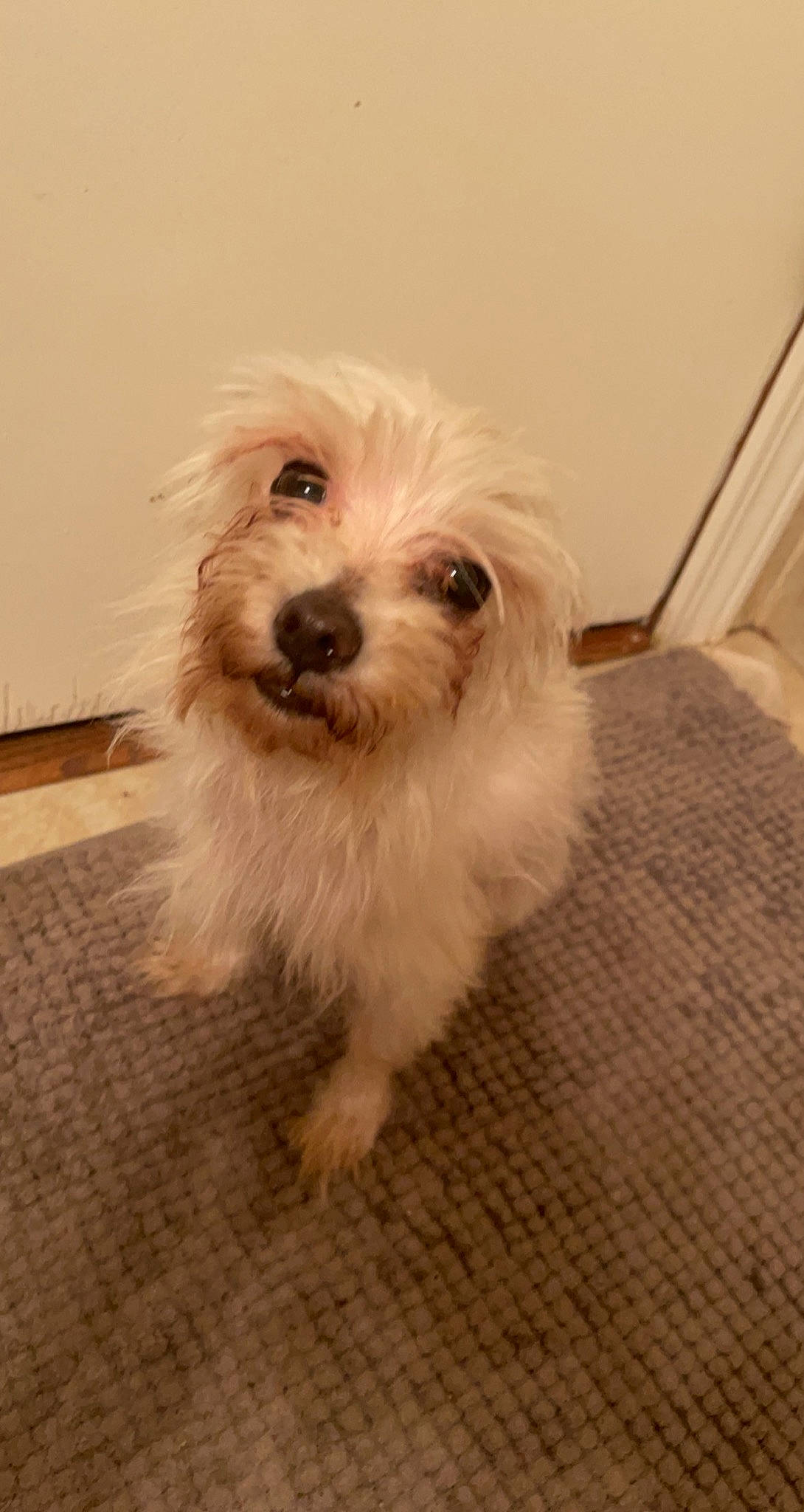 Princess is registered to the contest to win money with this photo: canidae, carnivore, companion_dog, dog, dog_breed, flooring, fur, hardwood, mal_shi, maltepoo, poodle_crossbreed, shih_poo, small_terrier, snout, sporting_group, terrier, toy_dog, water_dog, whiskers, working_animal