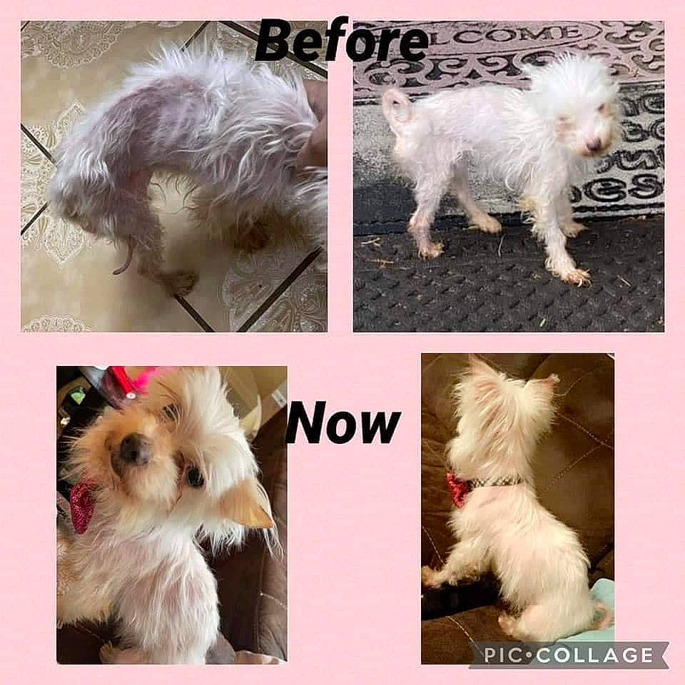 Princess is registered to the contest to win money with this photo: ancient_dog_breeds, canidae, carnivore, companion_dog, dog, dog_breed, dog_supply, ear, fur, liver, mammal, natural_material, non_sporting_group, photography, small_terrier, sporting_group, terrier, toy_dog, vertebrate, working_animal