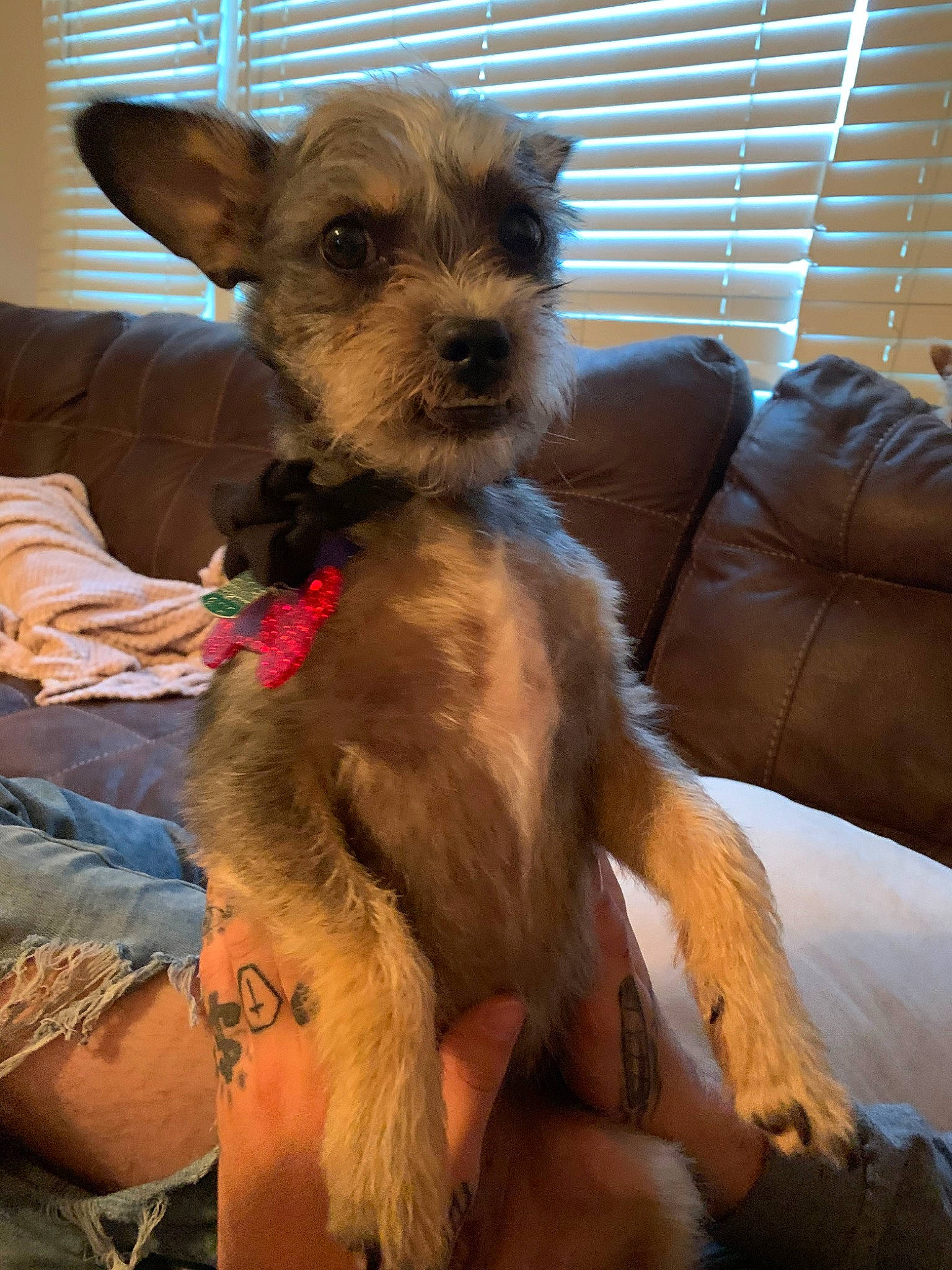 Franco joined the competition — help win amazing prizes! australian_terrier, border_terrier, canidae, carnivore, companion_dog, dog, dog_breed, fawn, mammal, puppy, schnoodle, small_terrier, snout, sporting_group, sporting_lucas_terrier, terrier, toy_dog, vertebrate, yorkipoo, yorkshire_terrier