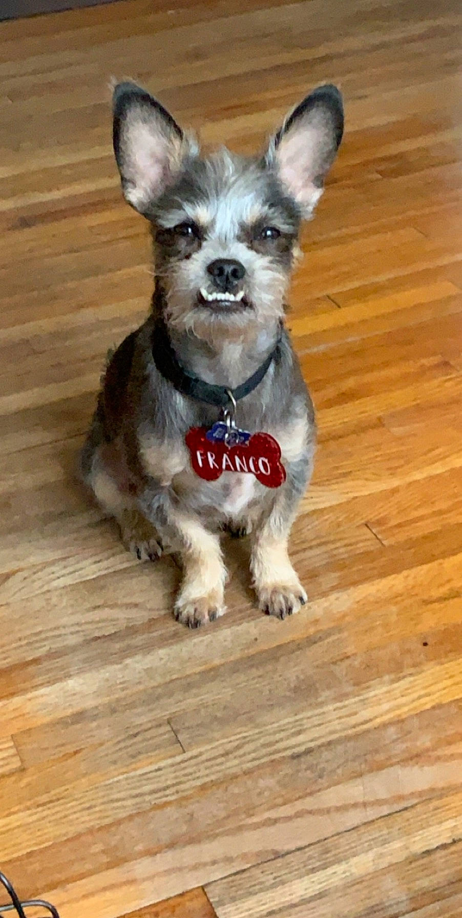 Franco is registered to the contest to win money with this photo: cairn_terrier, canidae, carnivore, chihuahua, companion_dog, dog, dog_breed, ear, mammal, norwich_terrier, puppy, rare_breed_dog, snout, toy_dog, vertebrate, whiskers, yorkshire_terrier