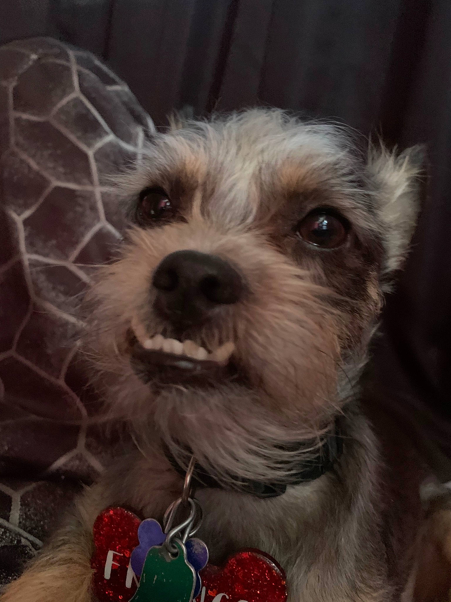 Franco joined the competition — help win amazing prizes! biewer_terrier, bolonka, cairn_terrier, canidae, carnivore, companion_dog, dog, dog_breed, lhasa_apso, morkie, puppy, rare_breed_dog, schnoodle, shih_tzu, small_terrier, snout, sporting_lucas_terrier, terrier, toy_dog, yorkshire_terrier