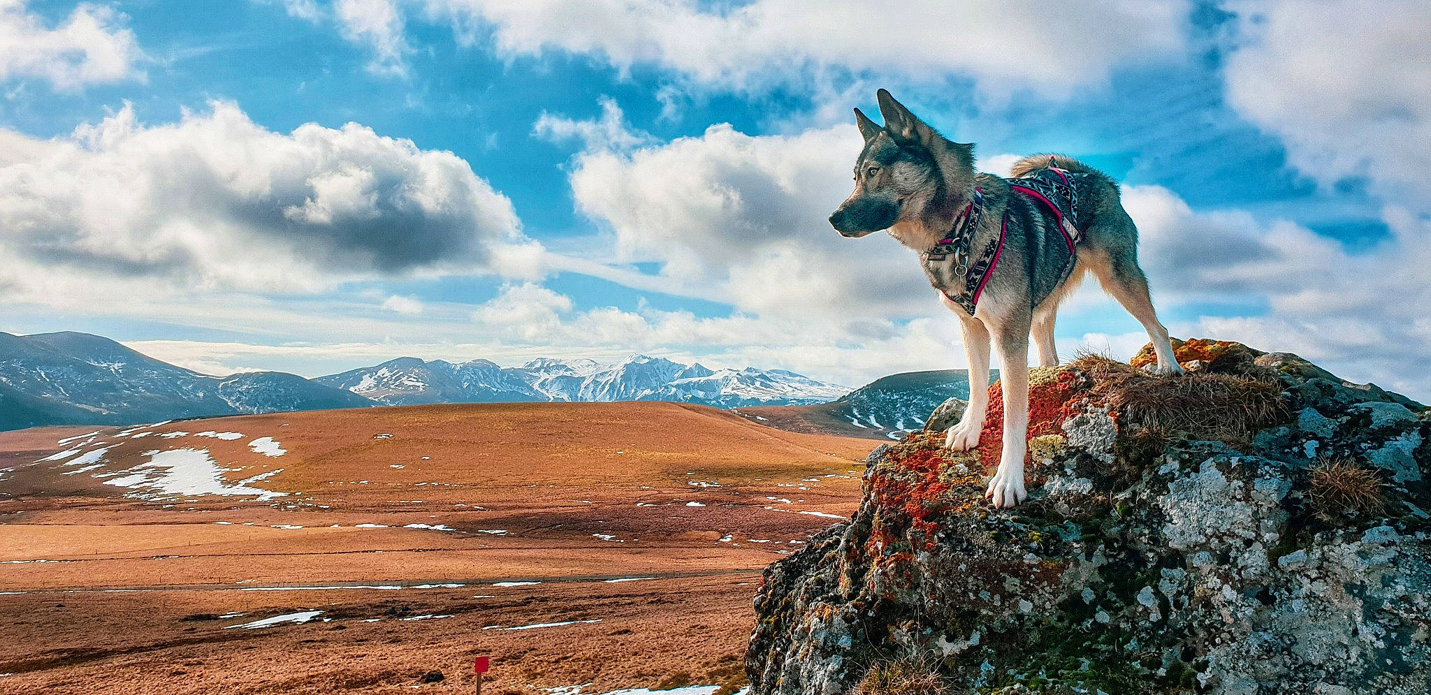 Neige participe au concours pour gagner de l'argent avec cette photo : canidae, canis, carnivore, czechoslovakian_wolfdog, dog, dog_breed, german_shepherd_dog, greenland_dog, herding_dog, kunming_wolfdog, mountain, native_american_indian_dog, northern_inuit_dog, saarloos_wolfdog, sky, tamaskan_dog, wildlife, wolf, wolfdog, working_dog