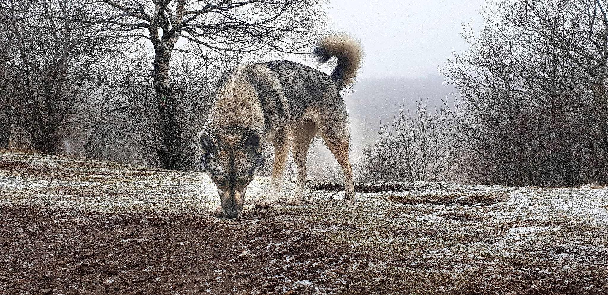 Neige a rejoint le concours — aidez-le/la à gagner de superbes lots ! canidae, canis, carnivore, czechoslovakian_wolfdog, dog, dog_breed, east_siberian_laika, greenland_dog, mammal, northern_inuit_dog, norwegian_elkhound, saarloos_wolfdog, seppala_siberian_sleddog, tamaskan_dog, tree, vertebrate, west_siberian_laika, wildlife, wolf, wolfdog