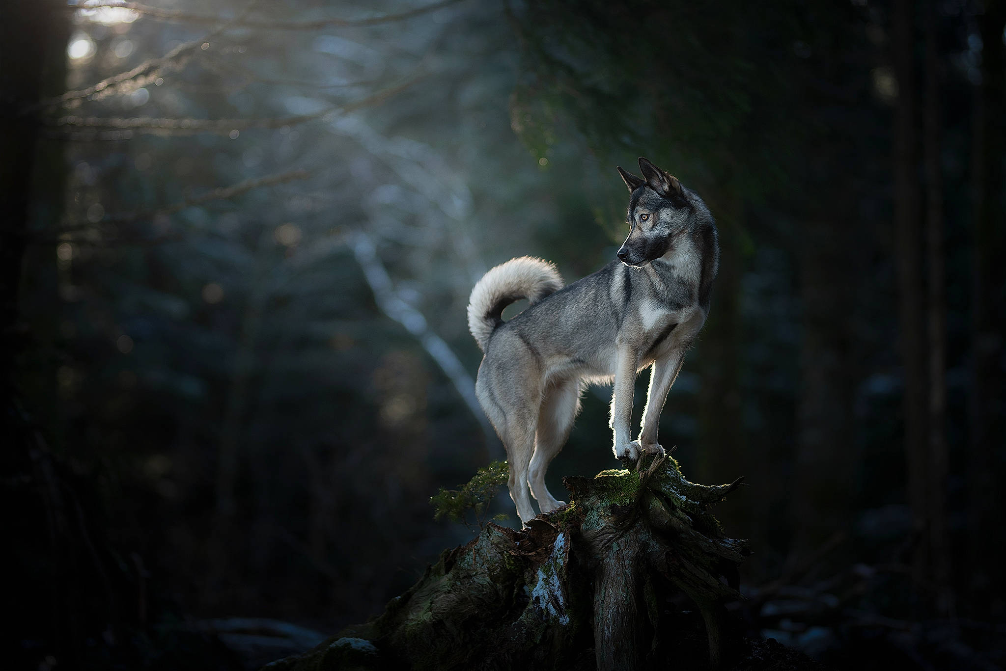 Neige participe au concours pour gagner de l'argent avec cette photo : branch, canidae, canis, darkness, fawn, forest, natural_environment, night, tree, west_siberian_laika, wildlife, wolf, wolfdog, woodland