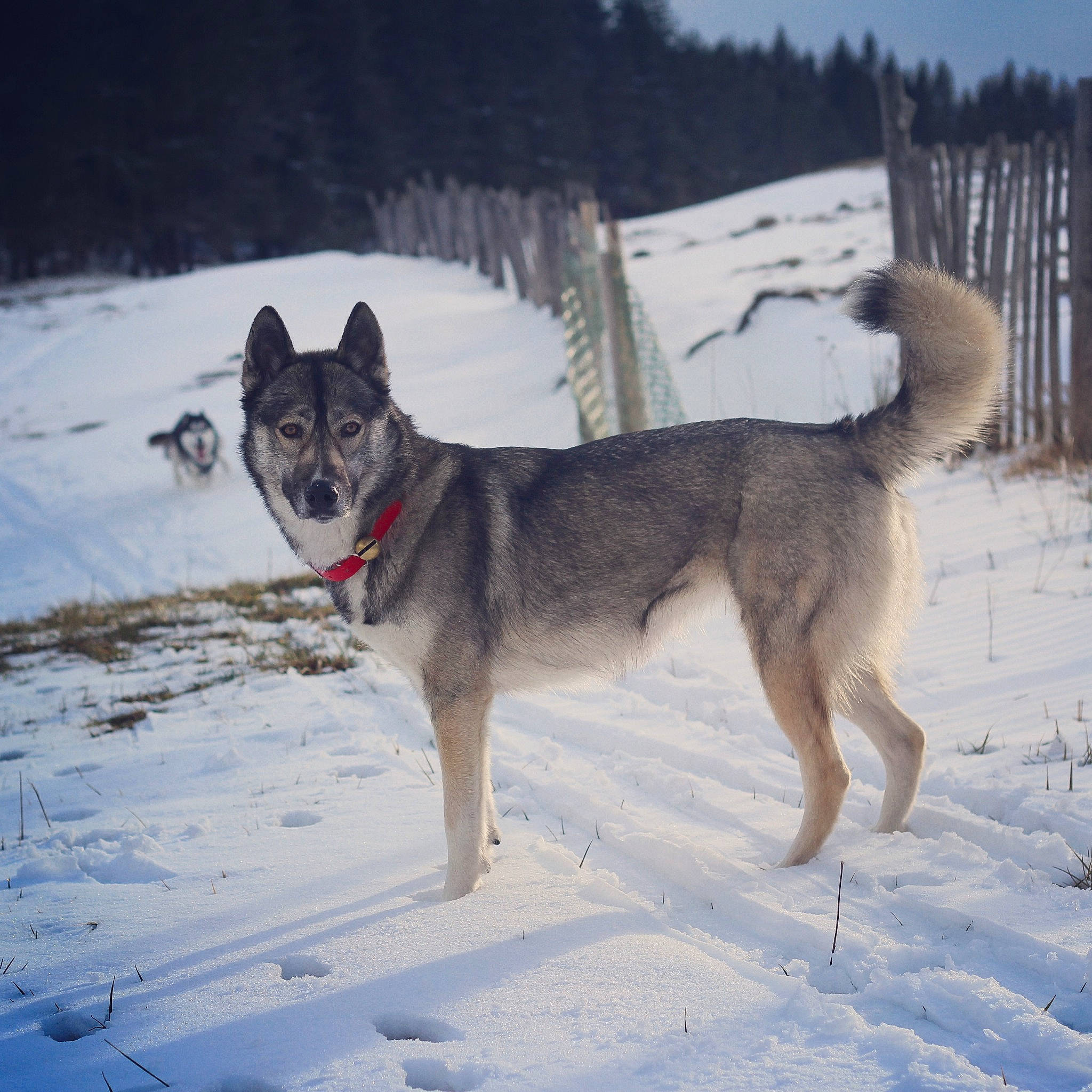 Neige a rejoint le concours — aidez-le/la à gagner de superbes lots ! canidae, carnivore, czechoslovakian_wolfdog, dog, dog_breed, east_siberian_laika, greenland_dog, jamthund, mammal, native_american_indian_dog, northern_inuit_dog, norwegian_elkhound, saarloos_wolfdog, sakhalin_husky, seppala_siberian_sleddog, siberian_husky, tamaskan_dog, utonagan, vertebrate, west_siberian_laika