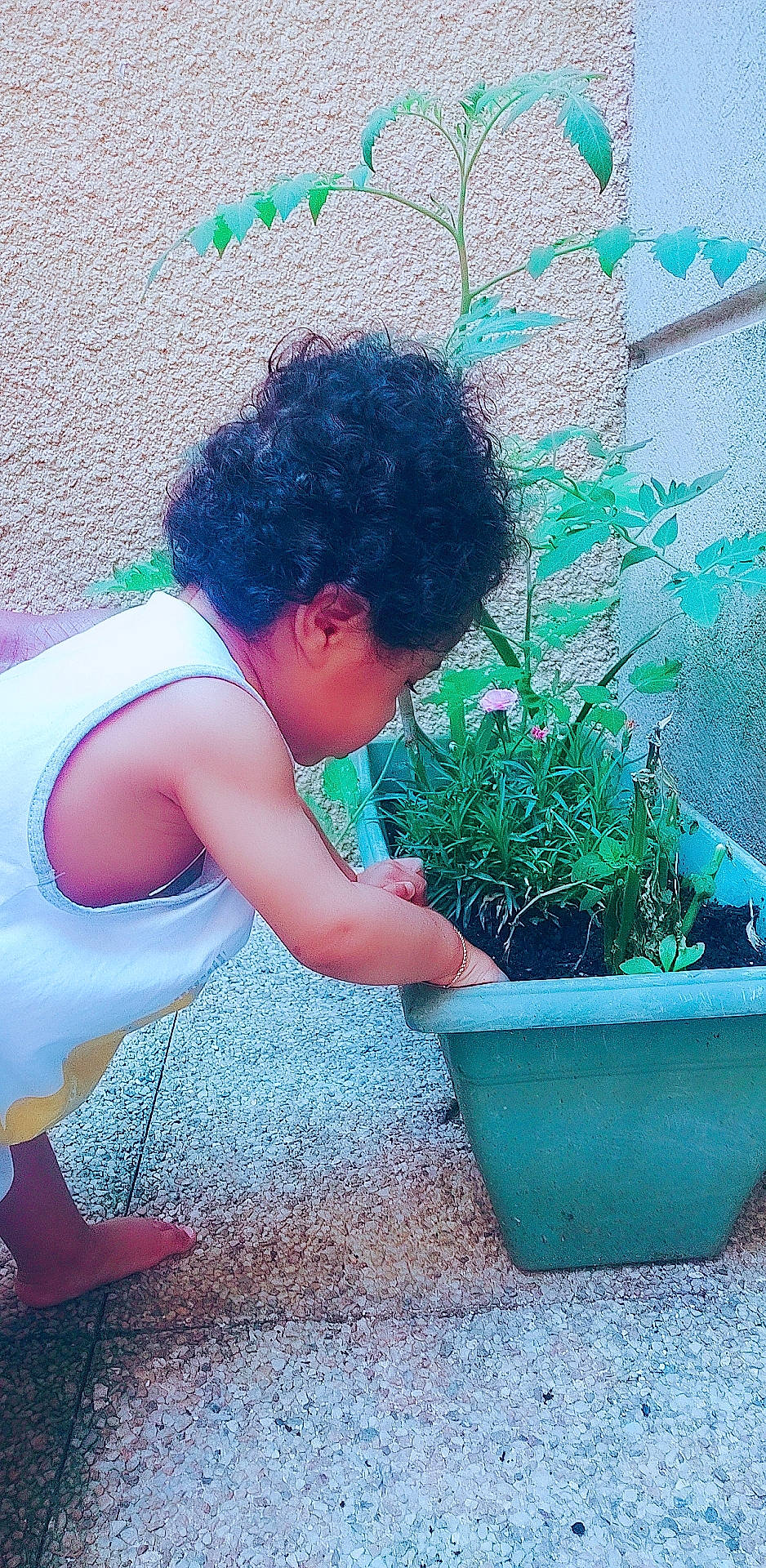 Léo Noam participe au concours pour gagner de l'argent avec cette photo : annual_plant, baby_toddler_clothing, blue, child, flower, flowerpot, fun, garden, grass, green, happy, herb, houseplant, leisure, people_in_nature, person, plant, soil, t_shirt, toddler