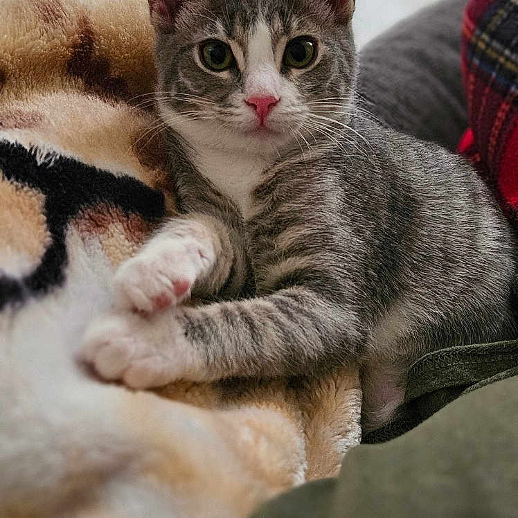 Kaiah Gonzalez joined the competition — help win amazing prizes! abyssinian, animal, baby, bed, bedroom, blanket, cat, couch, furniture, homedecor, indoors, kitten, linen, manx, person, pet, quilt, room, siamese