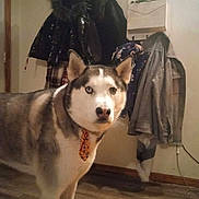 Jax is registered to the contest to win money with this photo: animal, canine, clothing, coat_rack, curious, dog, domestic, flooring, fur, furniture, heterochromia, household, indoor, mail_holder, pet, portrait, siberian_husky, tie, wall_decor, wood_floor