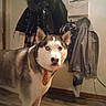 animal, canine, clothing, coat_rack, curious, dog, domestic, flooring, fur, furniture, heterochromia, household, indoor, mail_holder, pet, portrait, siberian_husky, tie, wall_decor, wood_floor