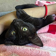 Catdog is registered to the contest to win money with this photo: black_cat, cat, green_eyes, pet, animal, blanket, pink_blanket, red_hearts, arm, bracelet, red_bracelet, cozy, cute, indoor, feline, lying_down, close_up, soft_texture, relaxation, domestic_animal