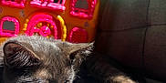 Catdog joined the competition — help win amazing prizes! kitten, cat, sleeping, couch, gray_fabric, sunlight, toy_house, colorful_toy, pink, green, yellow, paw, feline, indoor, cozy, resting, closeup, pet, soft_light, domestic_animal