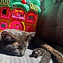 kitten, cat, sleeping, couch, gray_fabric, sunlight, toy_house, colorful_toy, pink, green, yellow, paw, feline, indoor, cozy, resting, closeup, pet, soft_light, domestic_animal