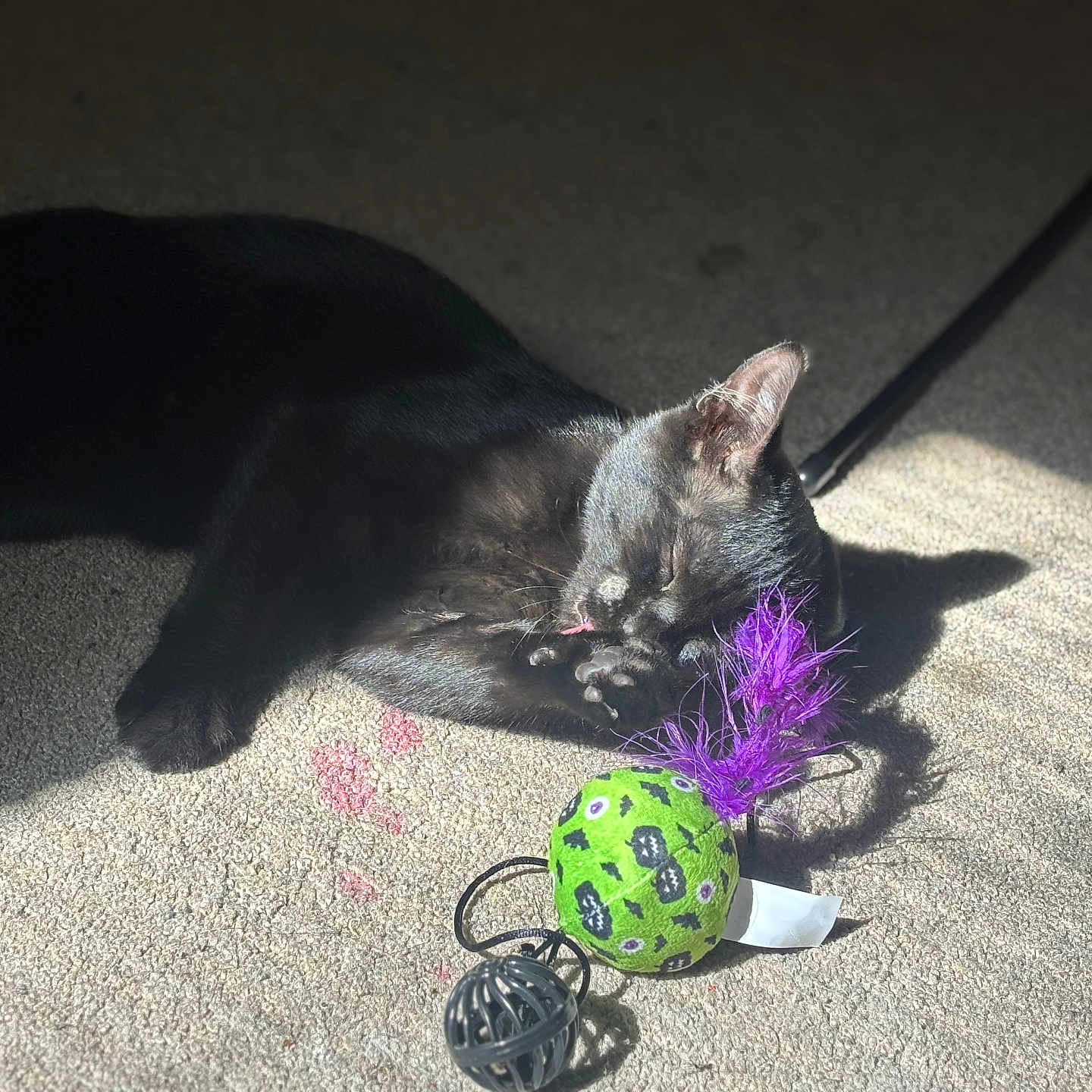 Catdog joined the competition — help win amazing prizes! animal, black_cat, carpet, cat, closeup, domestic, feather, feline, green_ball, grooming, indoor, licking, paw, pet, playful, purple_feather, relaxing, shadow, sunlight, toy