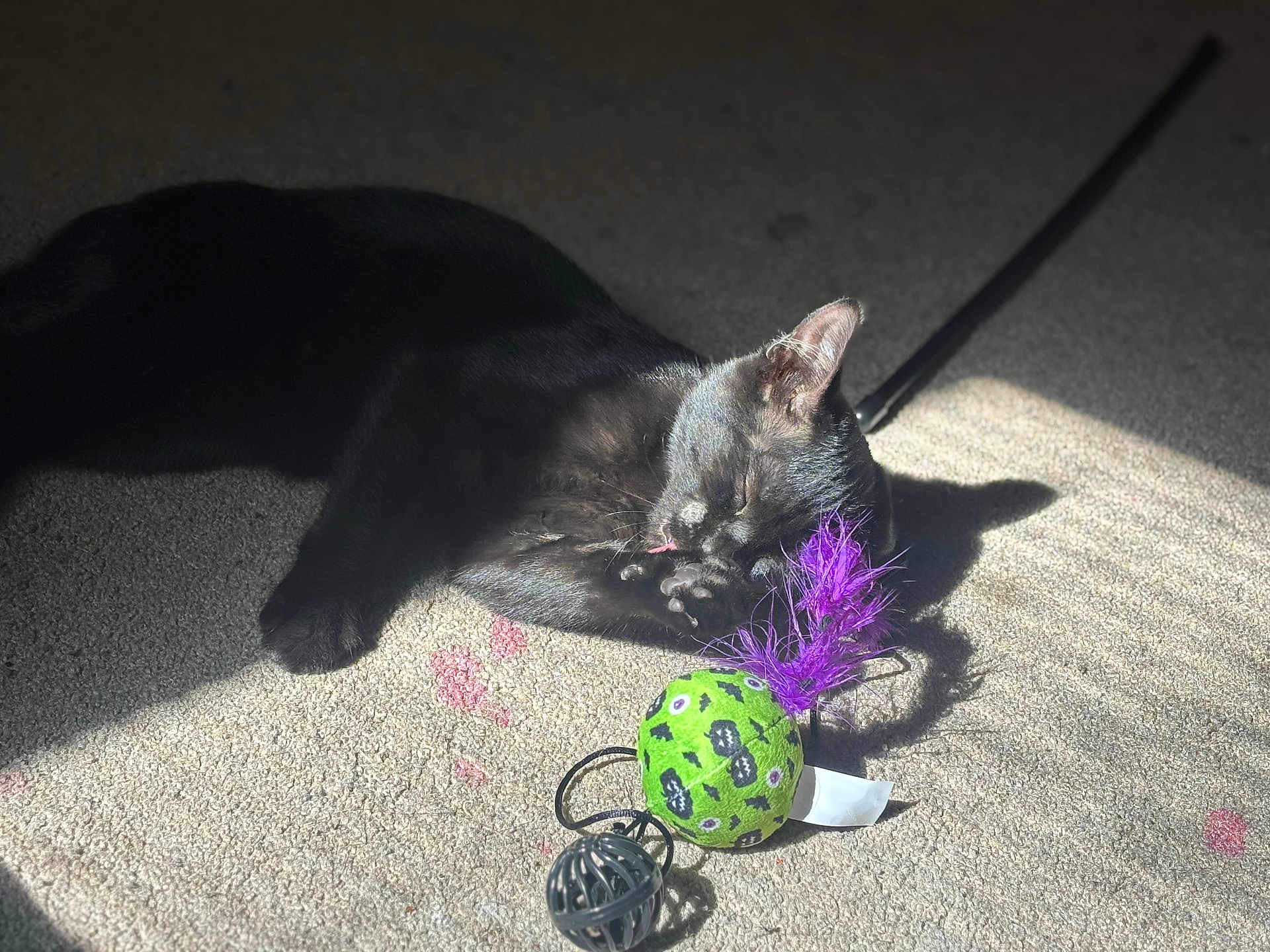 Catdog joined the competition — help win amazing prizes! black_cat, cat, pet, animal, indoor, carpet, sunlight, shadow, toy, feather, green_ball, purple_feather, paw, licking, grooming, playful, feline, closeup, relaxing, domestic
