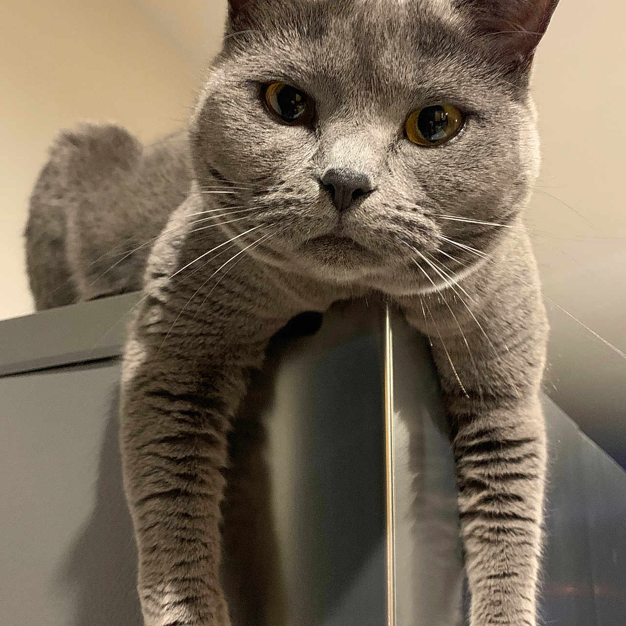 Pensacola participe au concours pour gagner de l'argent avec cette photo : abyssinian, angora, animal, cat, egyptiancat, gray, kitten, manx, pet, siamese