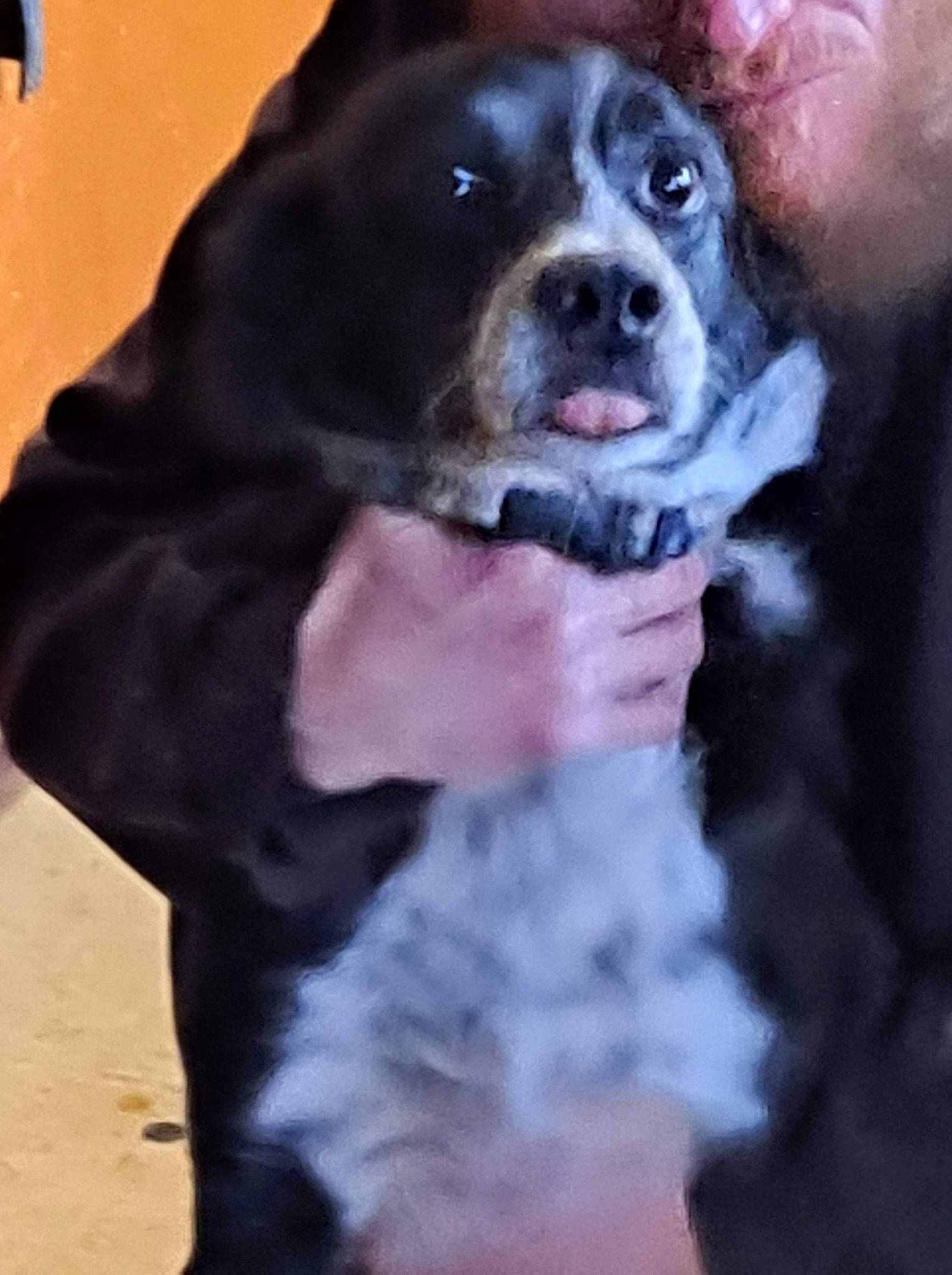 Frank is registered to the contest to win money with this photo: canidae, carnivore, companion_dog, dog, dog_breed, electric_blue, fawn, fur, guard_dog, non_sporting_group, puppy, sporting_group, whiskers, winter, working_animal, working_dog