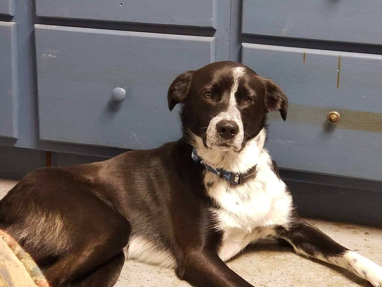 Frank joined the competition — help win amazing prizes! canidae, carnivore, collar, companion_dog, dog, dog_breed, dog_collar, fawn, fur, gun_dog, hunting_dog, liver, pet_supply, snout, sporting_group, tail, terrestrial_animal, whiskers, working_animal, working_dog