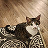 cat, tabby_cat, indoor, floor, wooden_floor, rug, patterned_rug, pet, animal, feline, whiskers, ears, tail, green_eyes, looking_up, curious, domestic, cozy, home, furniture