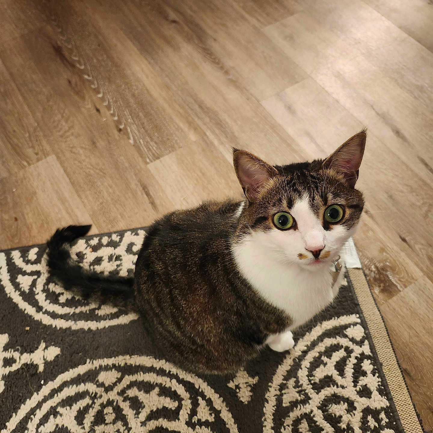Honey Belle