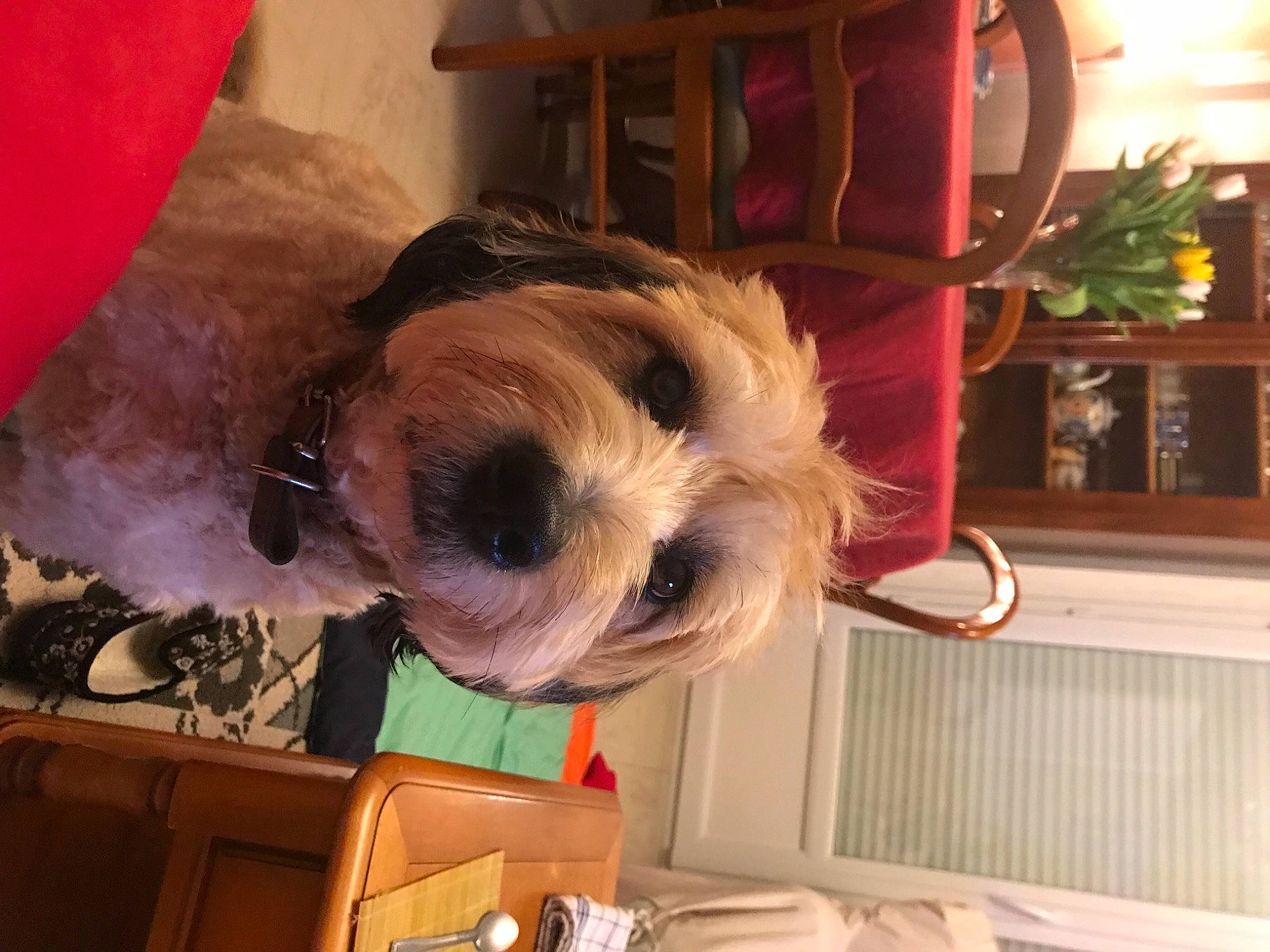 Niky a rejoint le concours — aidez-le/la à gagner de superbes lots ! canidae, carnivore, companion_dog, dog, dog_breed, dog_clothes, dog_supply, eyewear, fawn, fur, giant_dog_breed, puppy_love, room, schnauzer, small_terrier, snout, sporting_group, terrier, toy_dog, working_animal