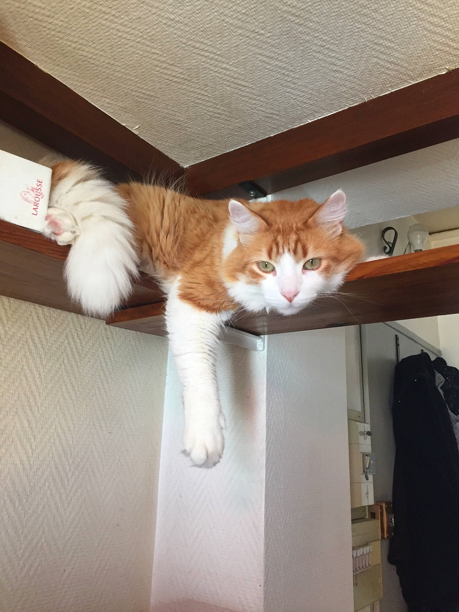 Moon participe au concours pour gagner de l'argent avec cette photo : bag, box, cardboard, carnivore, cat, comfort, couch, domestic_short_haired_cat, fawn, felidae, fur, hardwood, human_leg, paper_product, paw, room, small_to_medium_sized_cats, tail, whiskers, wood