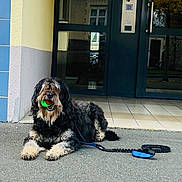Miga participe au concours pour gagner de l'argent avec cette photo : dog, ball, leash, pavement, building, door, window, reflection, tile_wall, black_dog, white_fur, playful, outdoor, pet, animal, resting, colorful, sidewalk, entrance, daylight