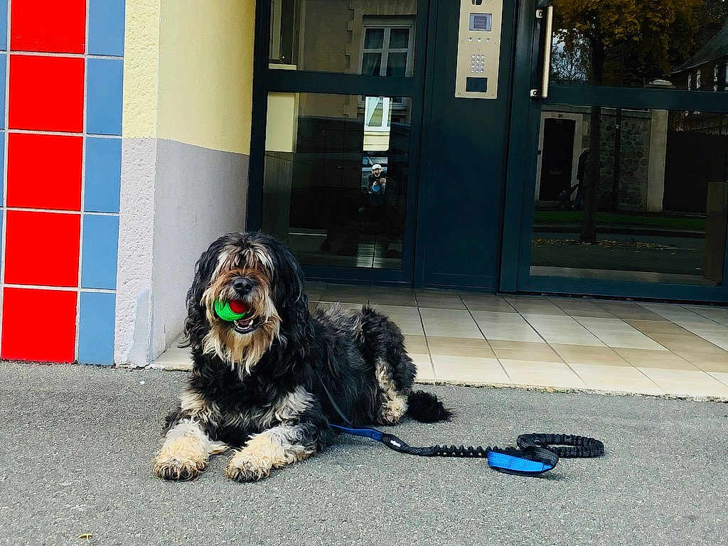 Miga participe au concours pour gagner de l'argent avec cette photo : dog, ball, leash, pavement, building, door, window, reflection, tile_wall, black_dog, white_fur, playful, outdoor, pet, animal, resting, colorful, sidewalk, entrance, daylight