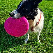 Lilou a rejoint le concours — aidez-le/la à gagner de superbes lots ! dog, black_and_white, frisbee, grass, outdoor, pet, playful, animal, canine, collar, sunlight, nature, park, fetch, happy, summer, active, toy, greenery, daytime