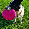 active, animal, black_and_white, canine, collar, daytime, dog, fetch, frisbee, grass, greenery, happy, nature, outdoor, park, pet, playful, summer, sunlight, toy