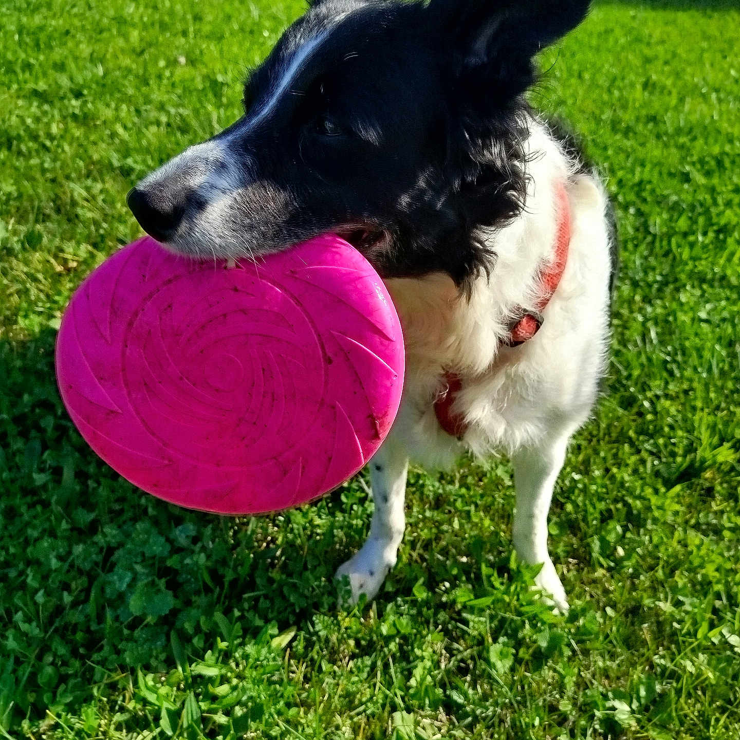 Lilou
